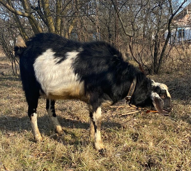 Козел породистий Парування.  Англонубійський 100%  В’язка козлом. Кози