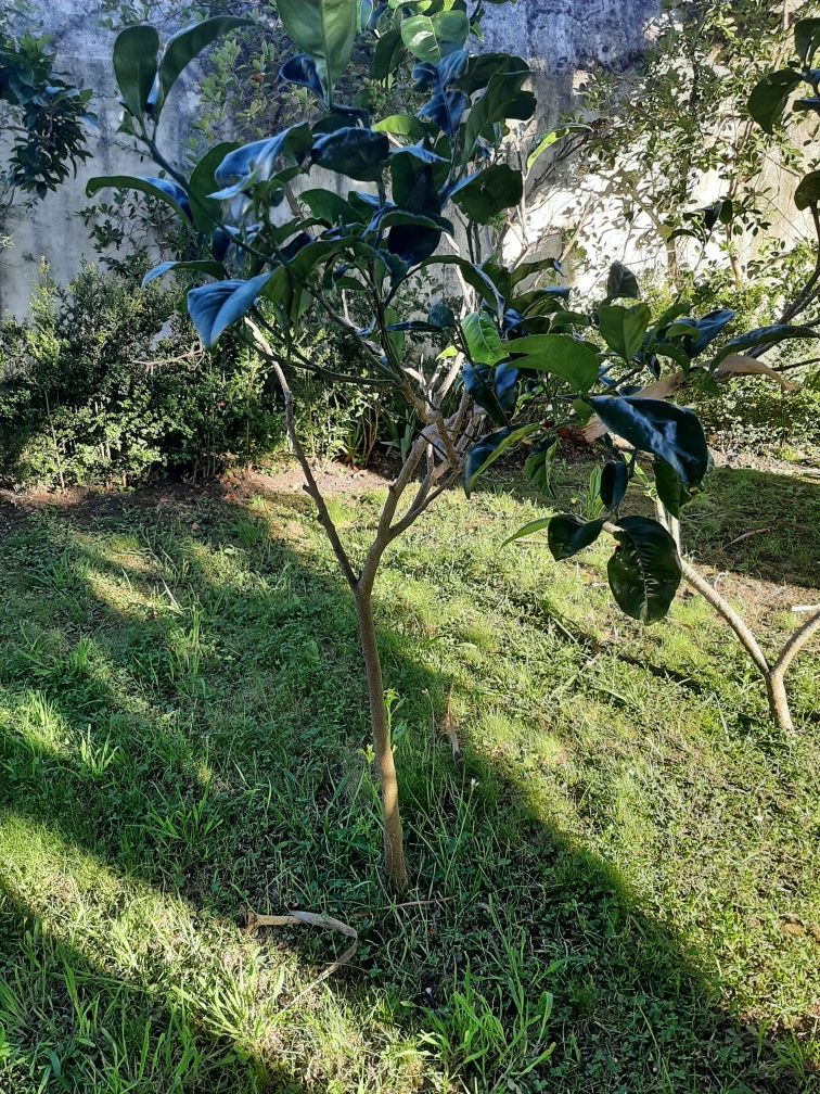 Laranjeira enxertada baia