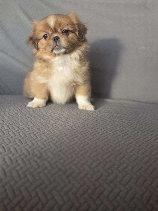 Pekińczyk pekińczyk