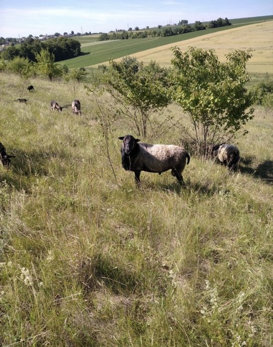 Продам вівці романівської породи