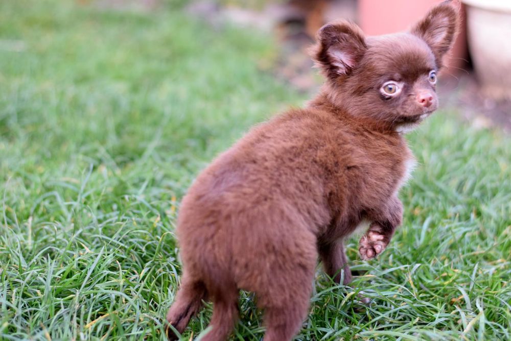 Довгошерстна дівчинка чихуахуа