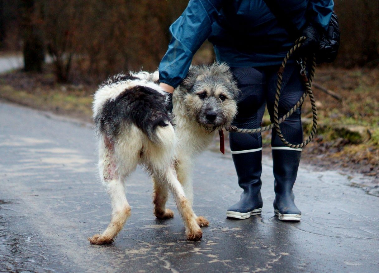 Luna vel Krówka czeka na domek