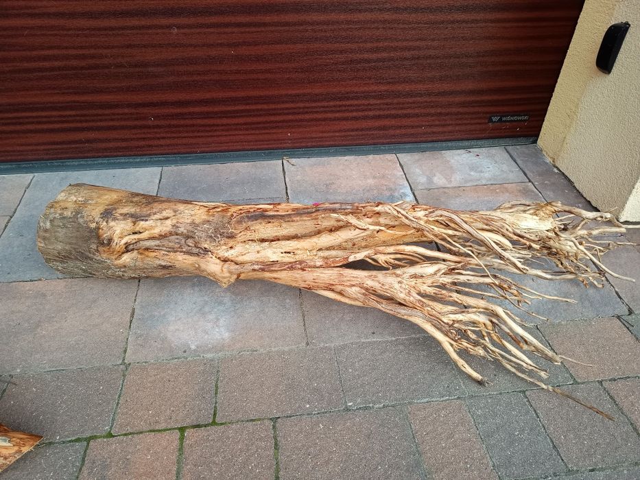 Olbrzymi, gruby naturalny korzeń do akwarium