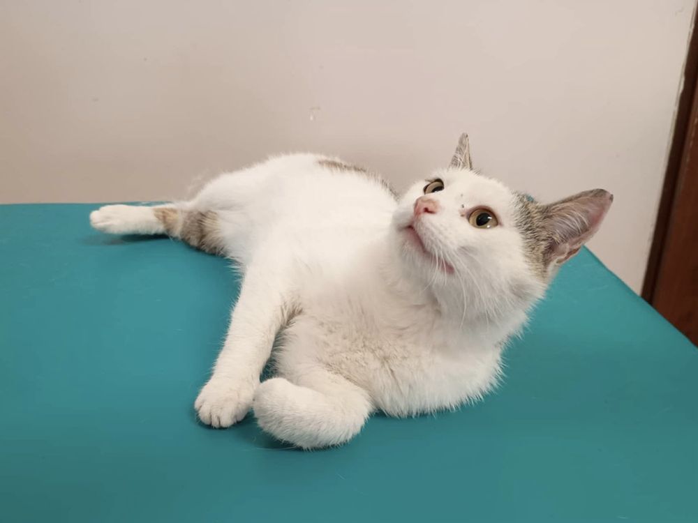 Silver (FeLV+) - mały, młody kot, kociak, kocurek do adopcji za darmo