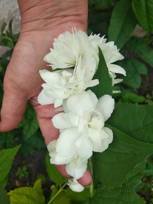 Многолетники садовые кустарники крупномеры  для тени или солнца