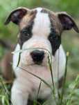 Samce amstaff. Szczenięta. Ast. American staffordshire terrier