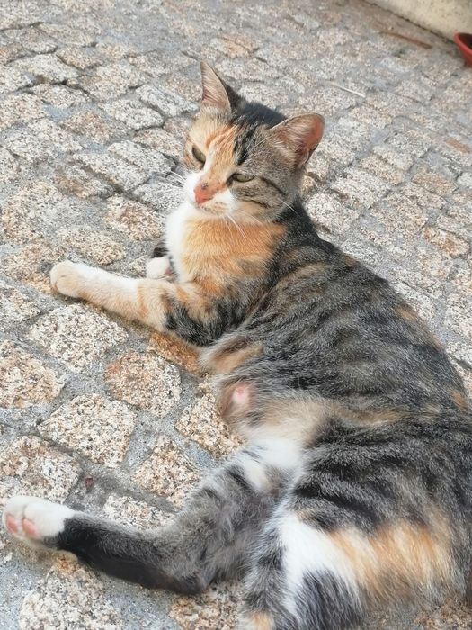 Gatinha adulta meiguinha para doar