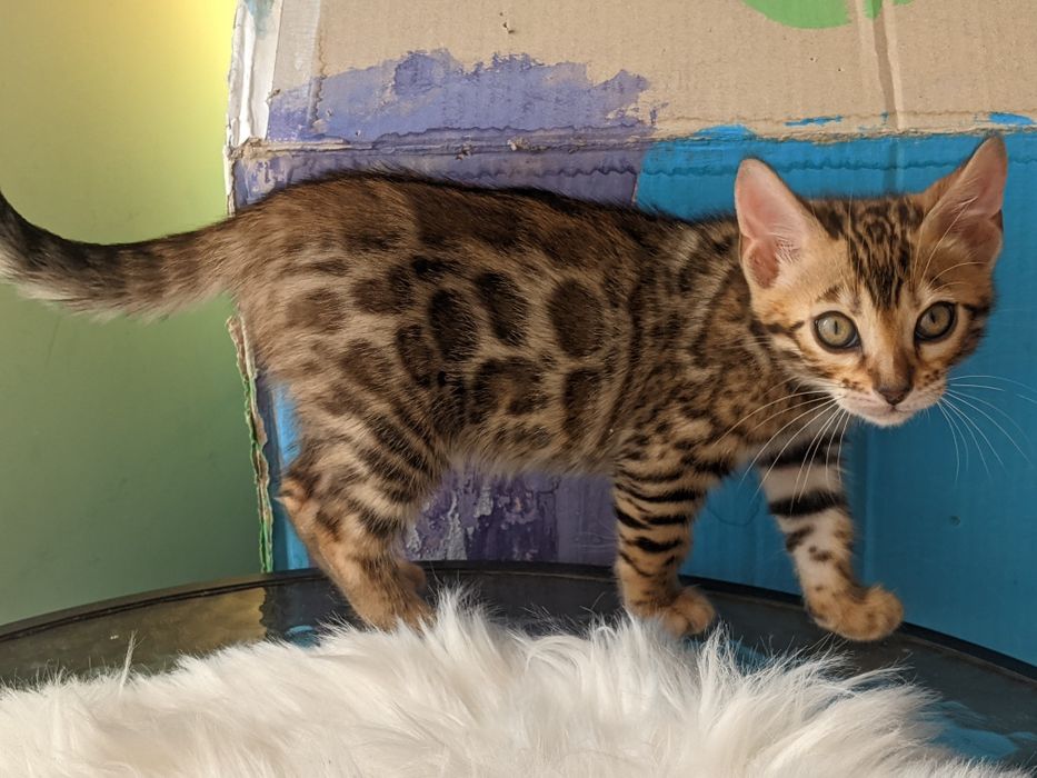 Бенгальські кошенята Елітні