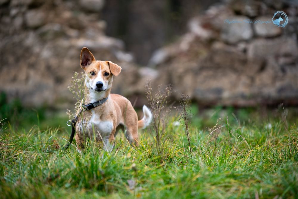 Młoda sunia Szajba szuka domu