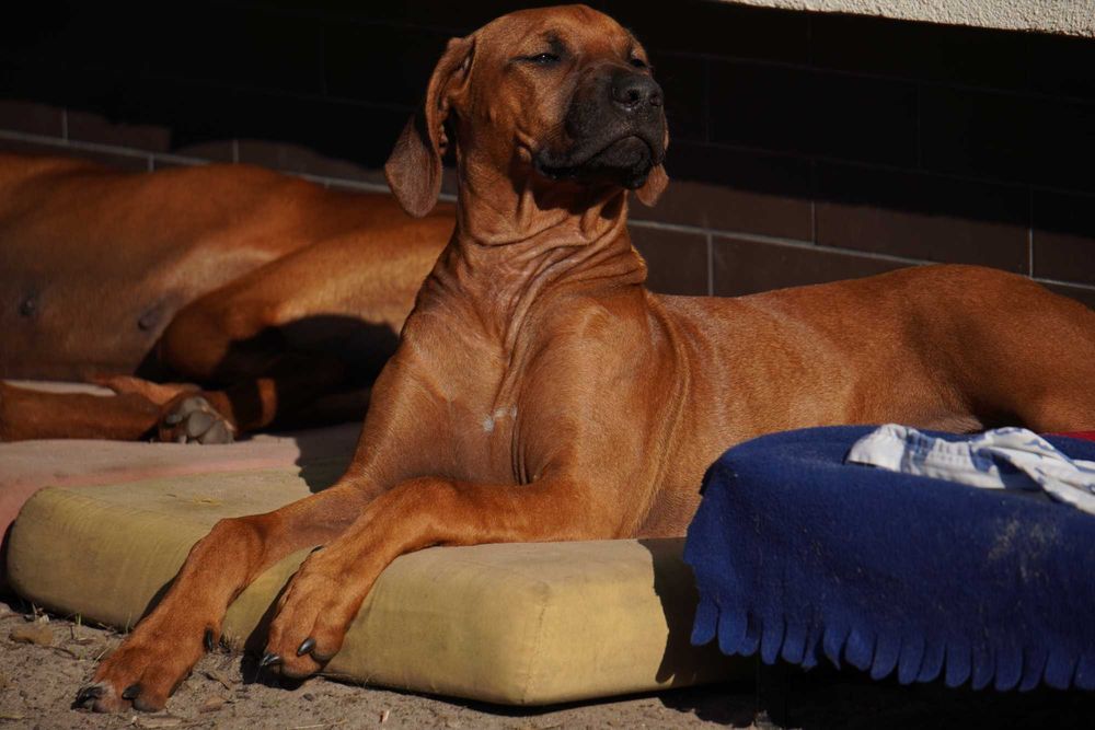 Suczka Rhodesian Ridgeback, szczenię KIBANDA