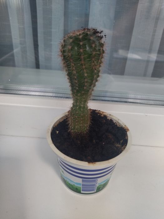 Кімнатна рослина кактус