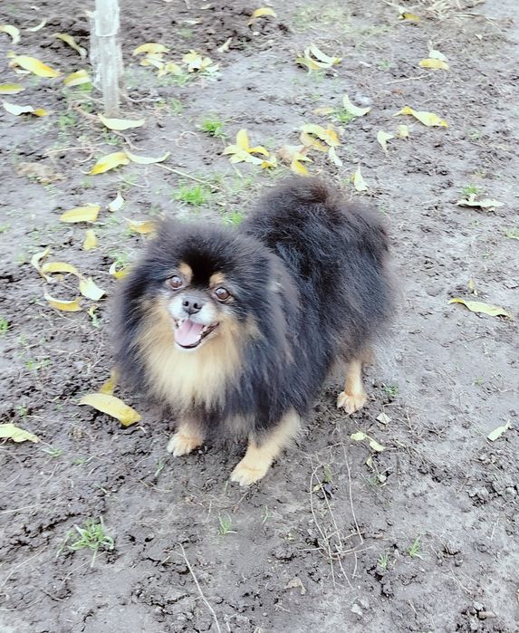 Доросла дівчинка шпіц