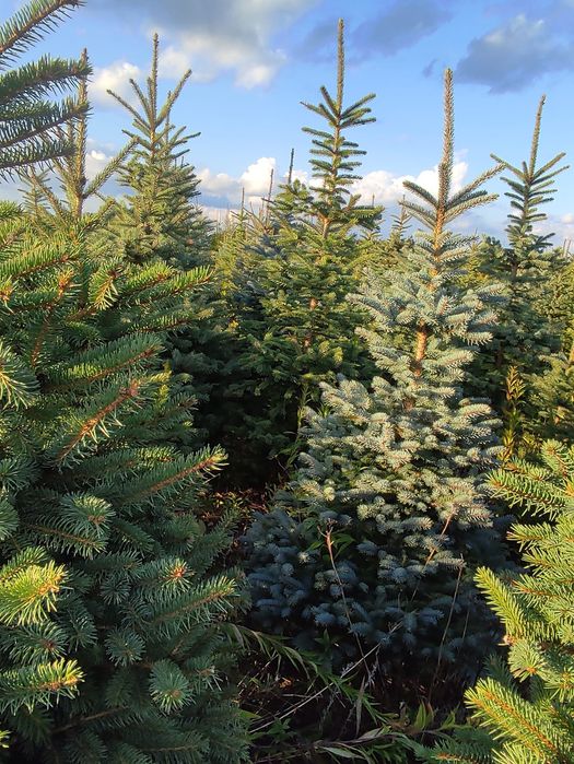 Choinki świąteczne