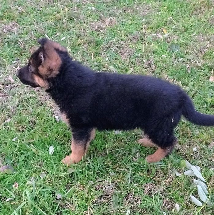 Owczarek Niemiecki -szczeniak piesek