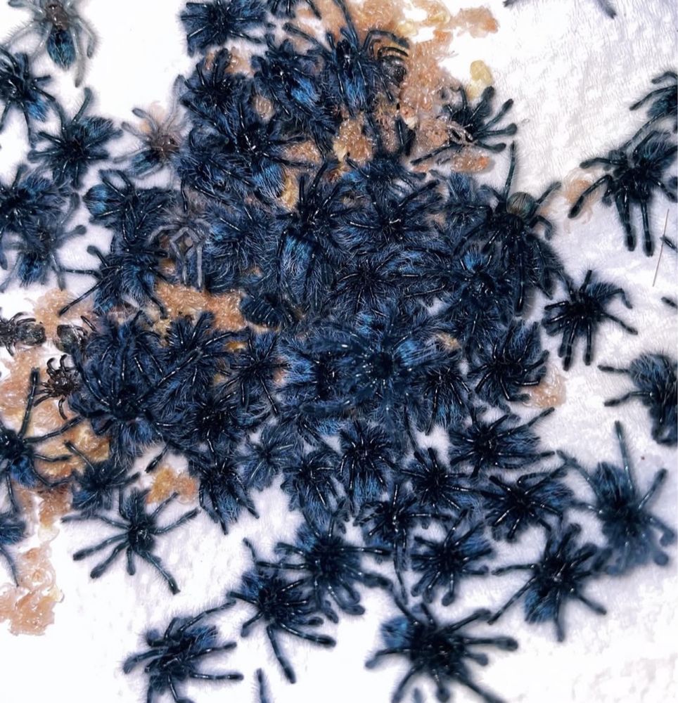 Caribena versicolor L2