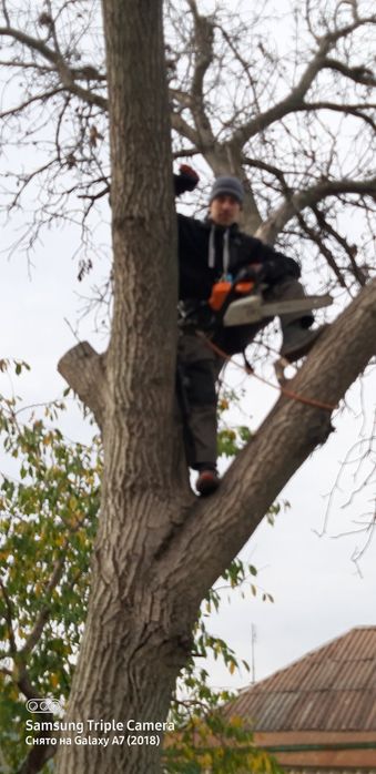 Спил деревьев.                .