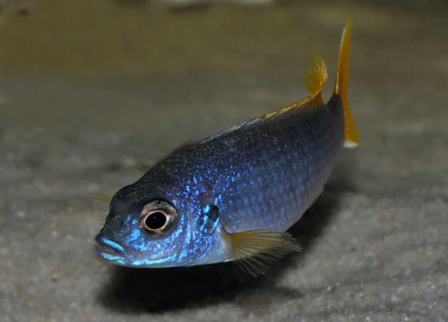 Pyszczak złotopłetwy - Pseudotropheus acei - dowóz, wysyłka