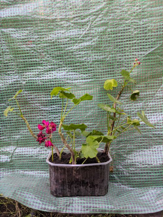 Герань пеларгонія калачики кімнатні рослини