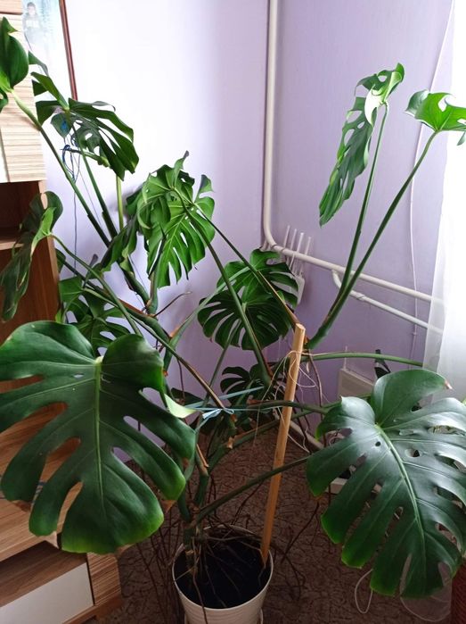 Monstera duża kwiat