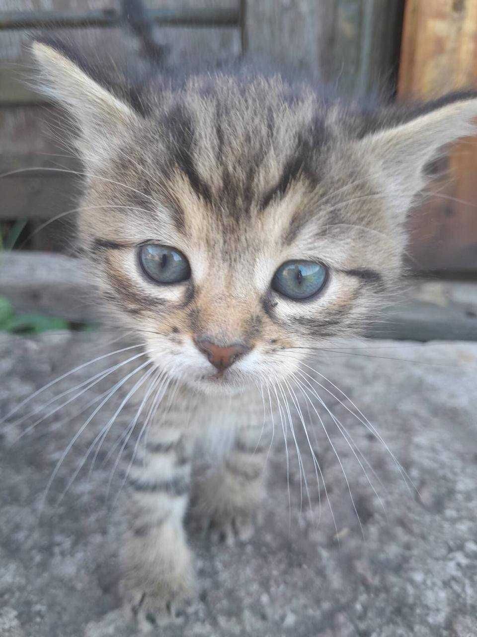 Кошенята віддаємо