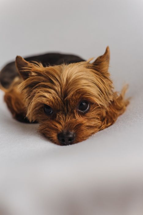 шукає дівчинку для в'язки.