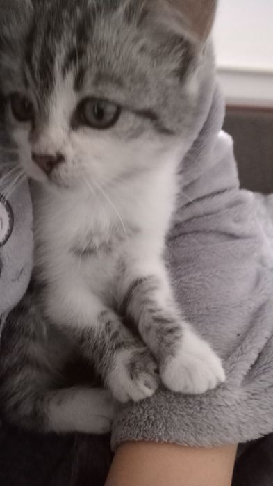 Маленький котик в добрі руки