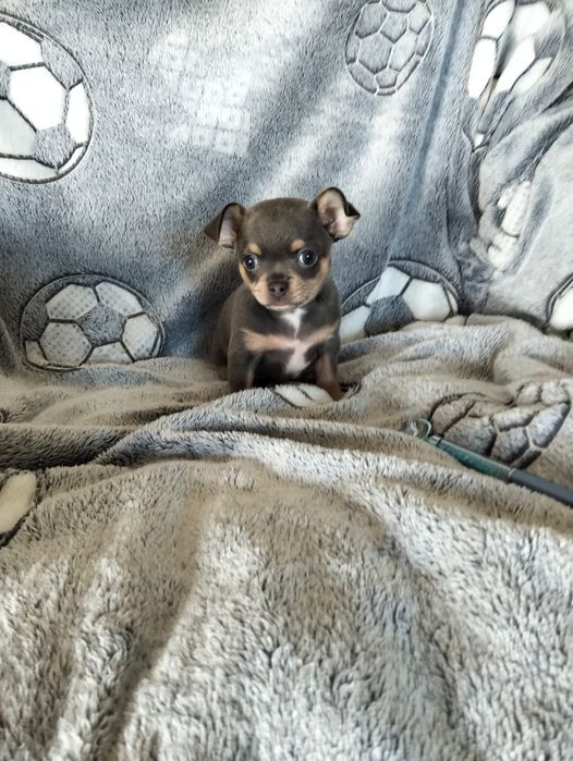 Niebieski chihuahua