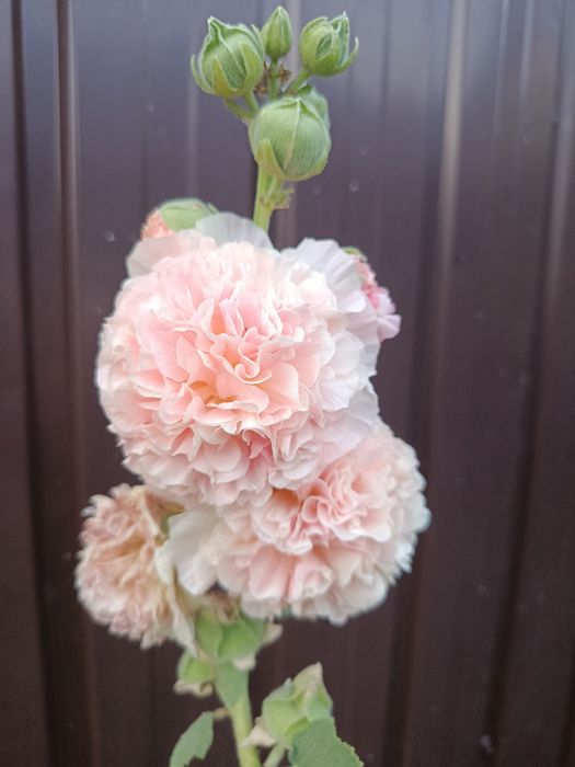 Мальва махровая семена