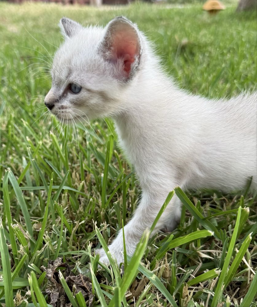Gatinhos para adoção responsável