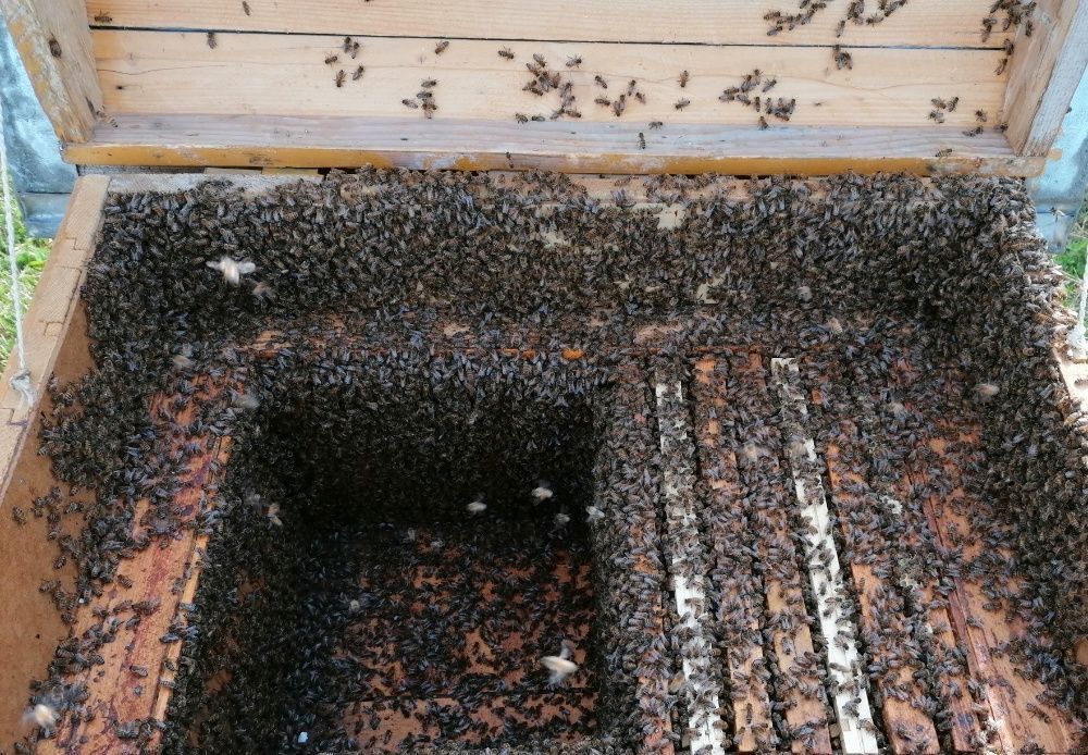 Карника Краутер. (Jan Krauter)Пчеломатки. Селекційні бджоломатки.матка