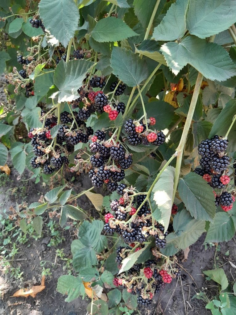 Продам саджанці ожини. Саженцы ежевики.