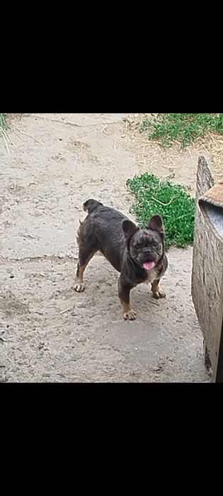 Дівчинка флафі французький бульдог