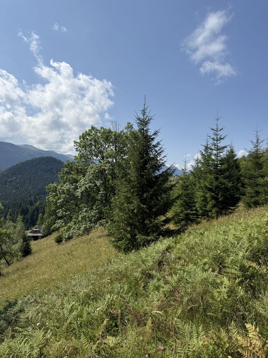 Ділянка з лісом .