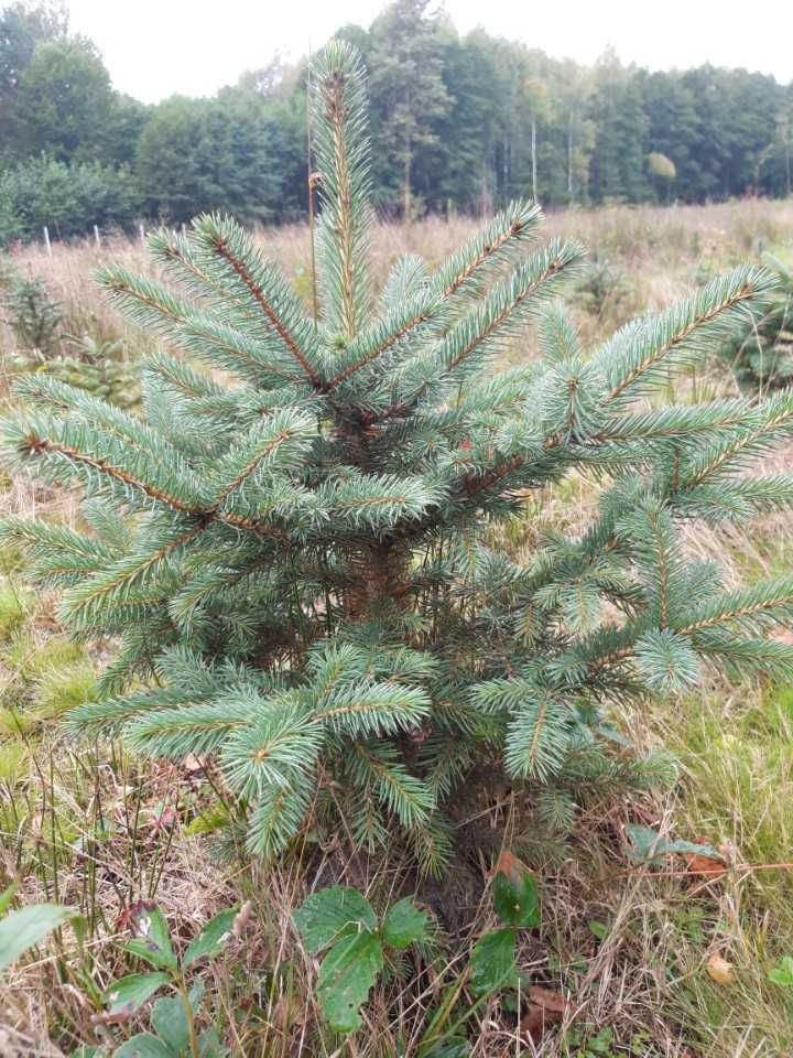 Świerk srebrny kopany z plantacji 50cm