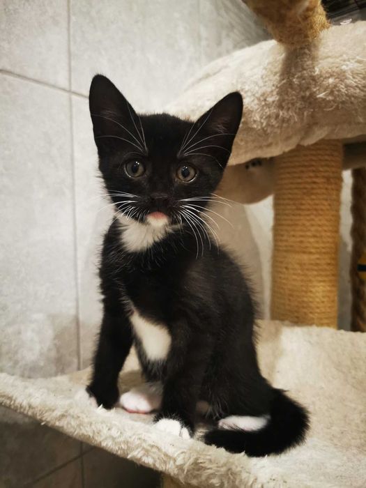 Kociaki i ich dzielna mamusia