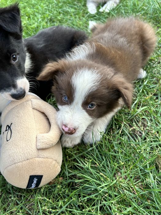 Czekoladowy Border Collie - Piesek - Domowa Hodowla