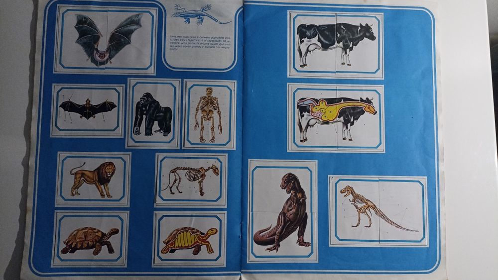 Caderneta Anatomia coleção didática de 240