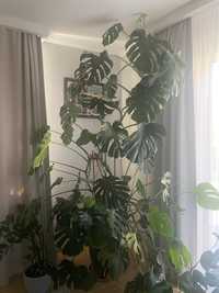 Monstera deliciosa Monstera dziurawa