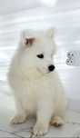 Samoyed piekna suczka