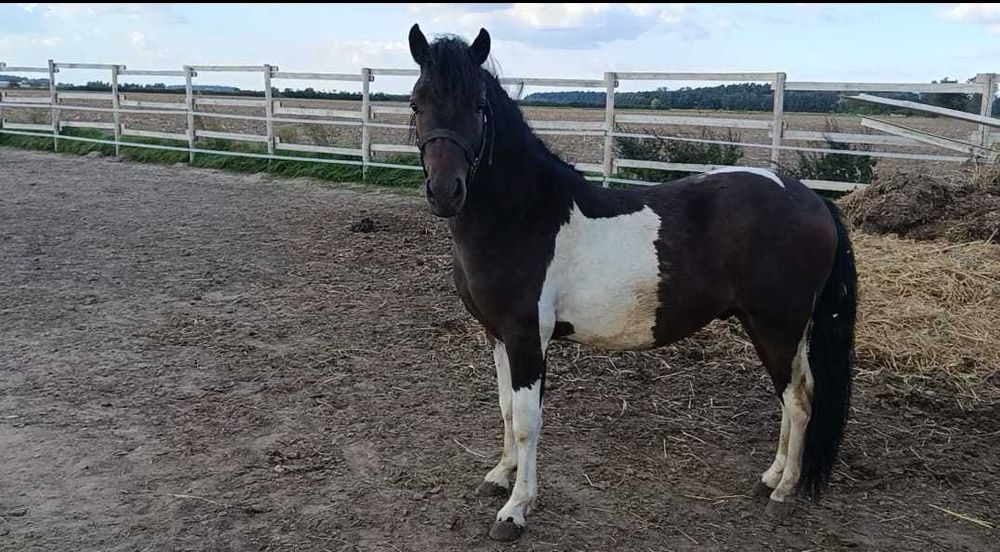 Ogierek 2 lata 113 cm wzrostu