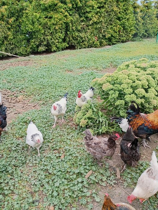 Kogut ,Koguty młode - Marans- Sussex