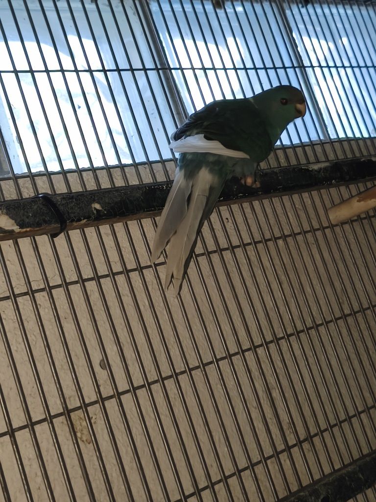 Kakarikis de bom porte