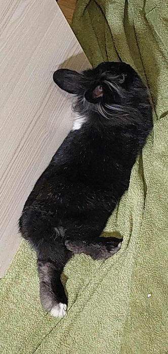 Oddam króliczka miniaturkę samca