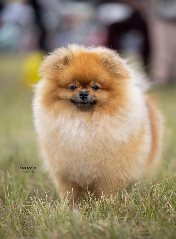 Gotowy do odbioru! OPALIT pies szczenię szpic miniaturowy pomeranian