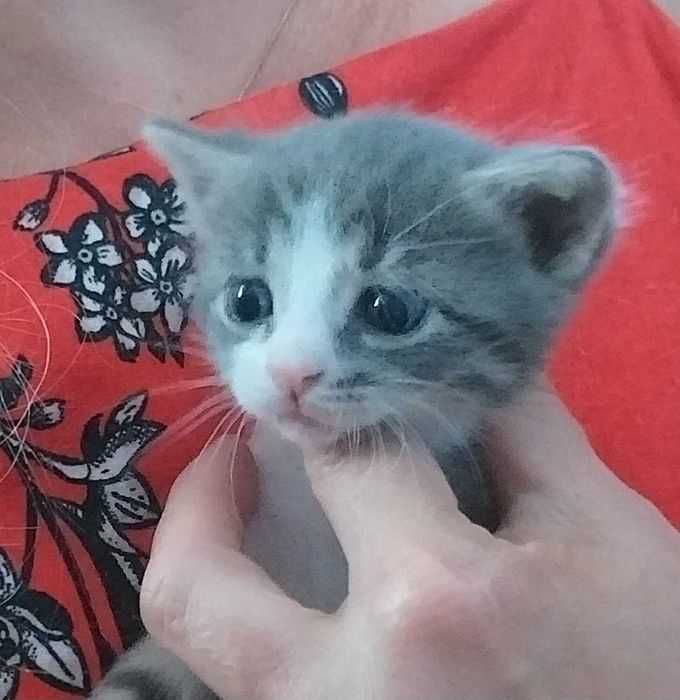 Кошеня хлопчик 1,5 місяці
