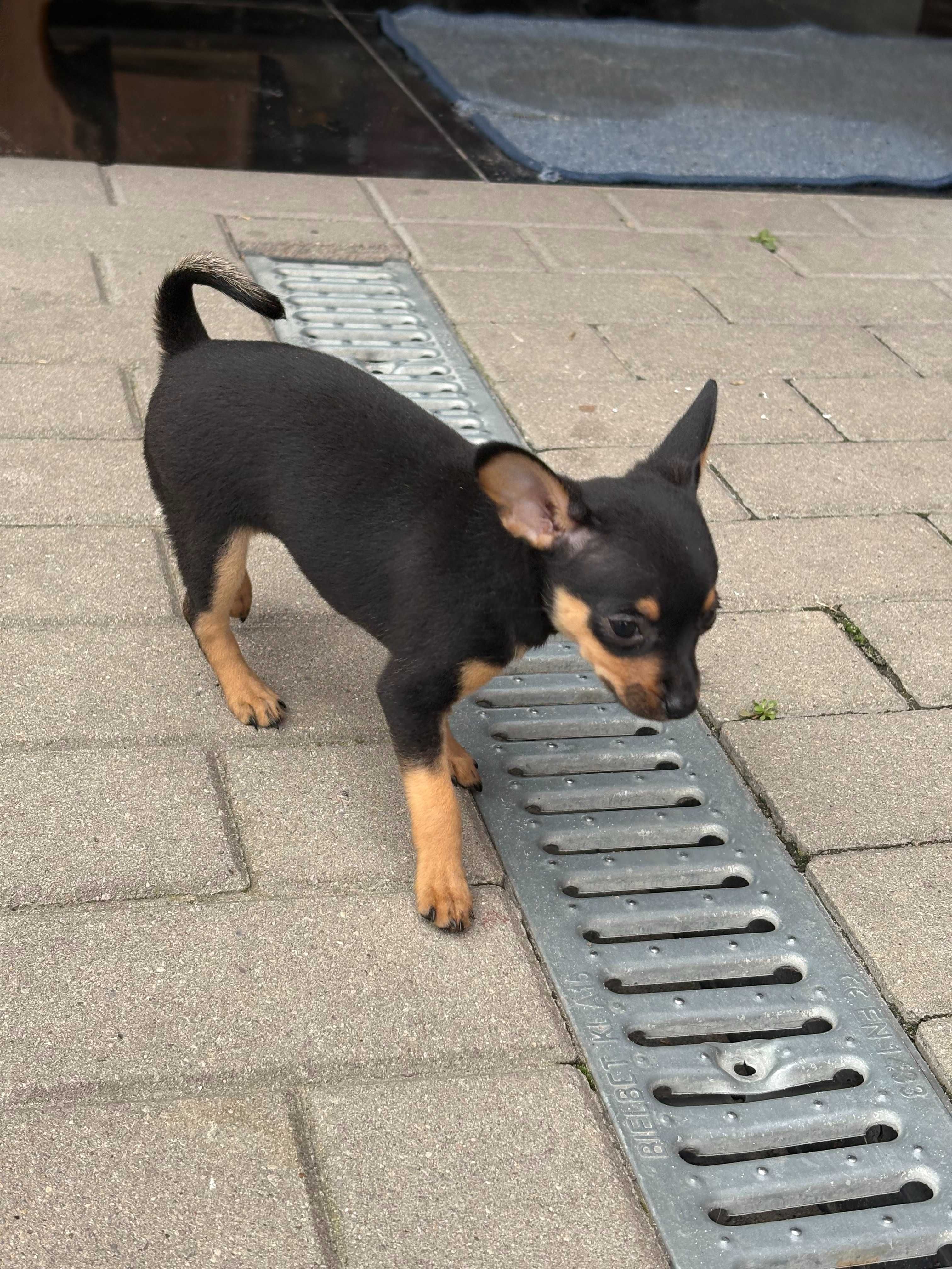 Pinczer miniaturowy latlerek