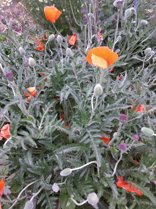 Садовые цветы, разные, Кампис