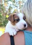 Jack Russell Terrier-szczeniak