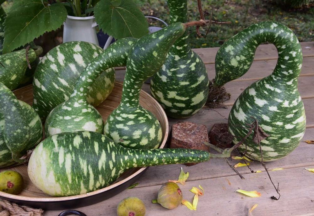 Sementes de Abóbora "Pescoço de Ganso"