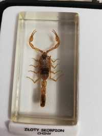 Złoty skorpion owad w żywicy